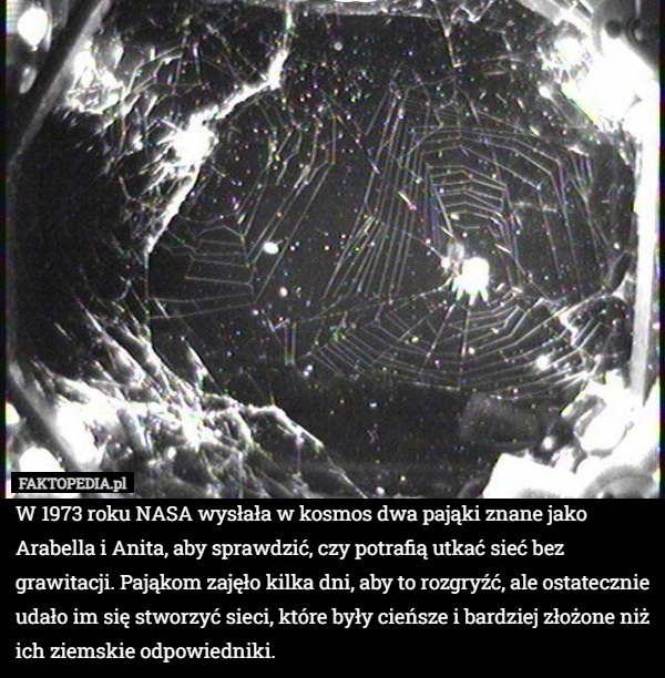 
    W 1973 roku NASA wysłała w kosmos dwa pająki znane jako Arabella i Anita,