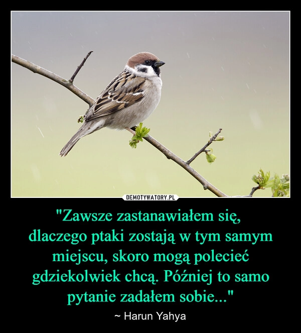 
    "Zawsze zastanawiałem się, 
dlaczego ptaki zostają w tym samym miejscu, skoro mogą polecieć gdziekolwiek chcą. Później to samo pytanie zadałem sobie..."