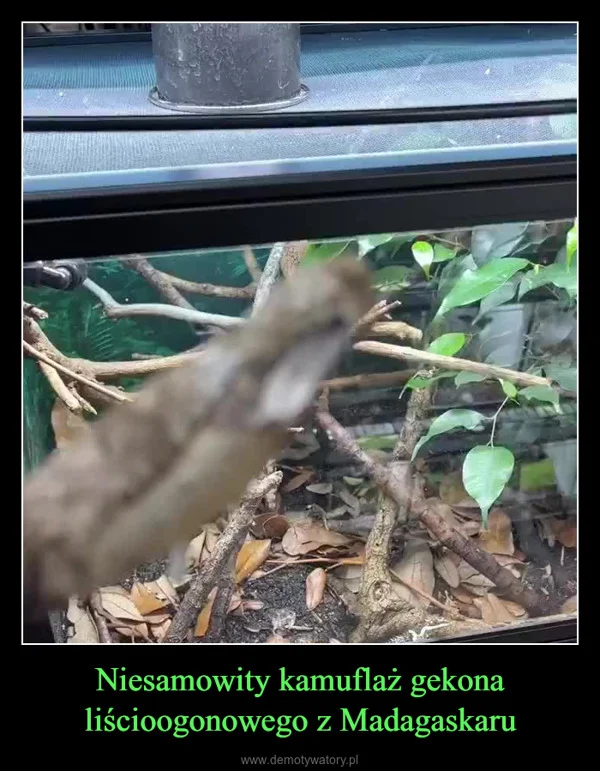 
    Niesamowity kamuflaż gekona liścioogonowego z Madagaskaru