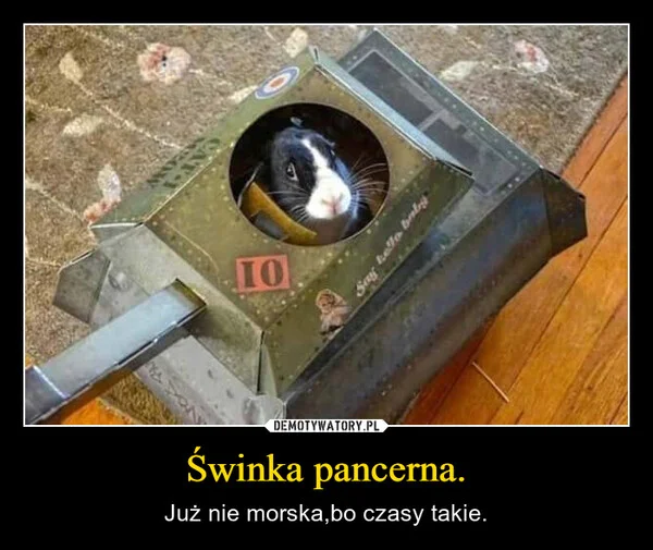 
    Świnka pancerna.