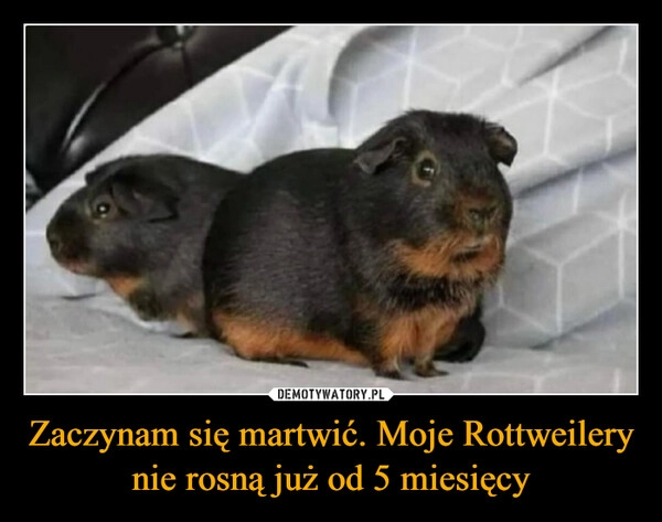 
    Zaczynam się martwić. Moje Rottweilery nie rosną już od 5 miesięcy