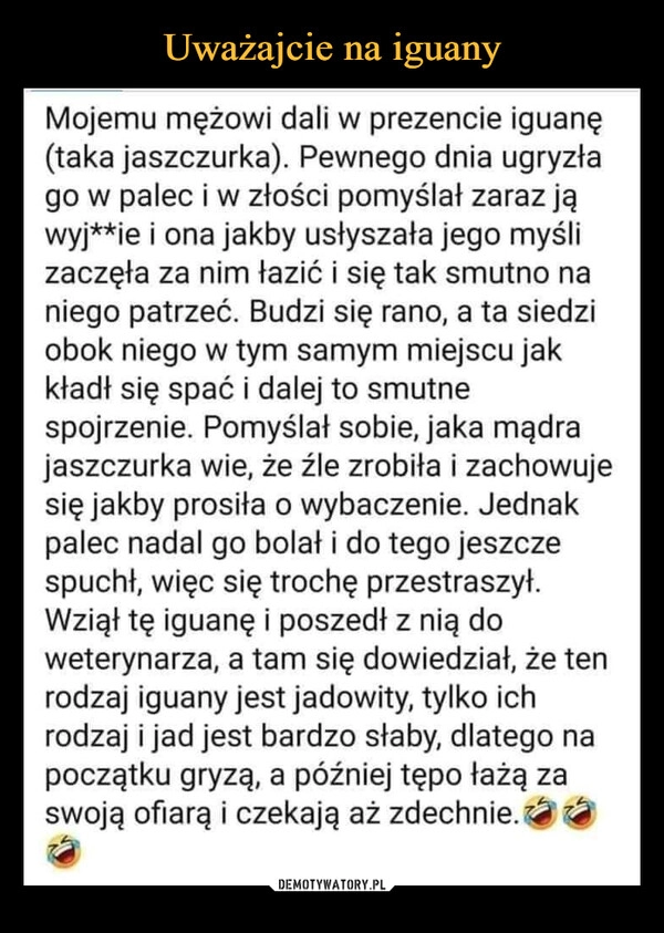 
    
Uważajcie na iguany 
