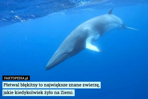 
    Płetwal błękitny to największe znane zwierzę,
jakie kiedykolwiek żyło na