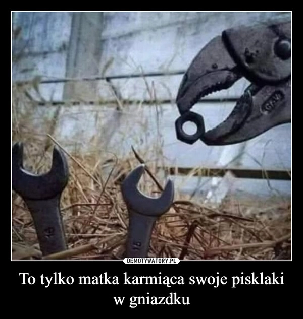 To tylko matka karmiąca swoje pisklaki w gniazdku