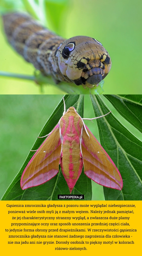 
    Gąsienica zmrocznika gładysza z pozoru może wyglądać niebezpiecznie, ponieważ