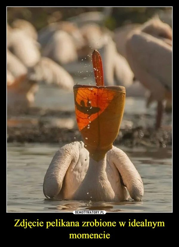 Zdjęcie pelikana zrobione w idealnym momencie