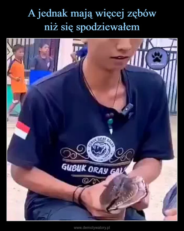 
    A jednak mają więcej zębów niż się spodziewałem