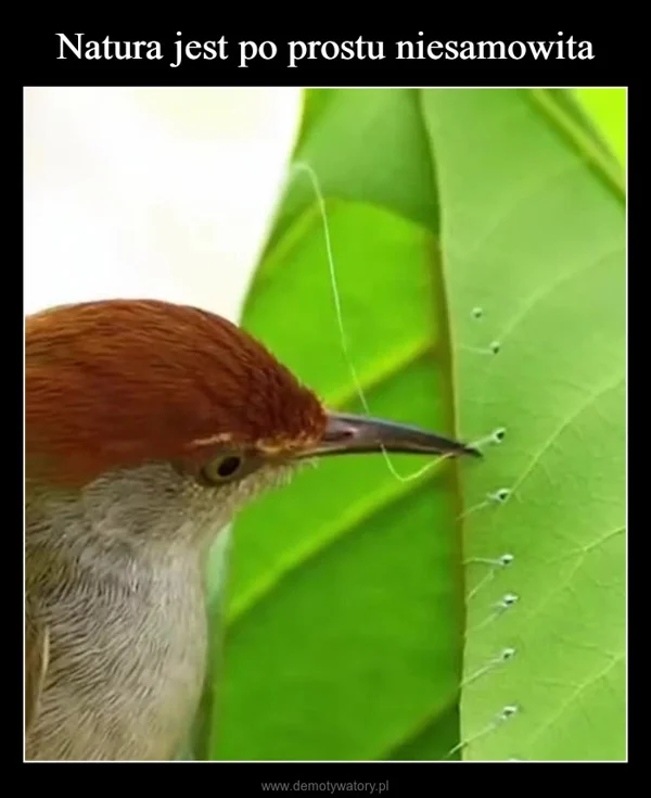 
    Natura jest po prostu niesamowita