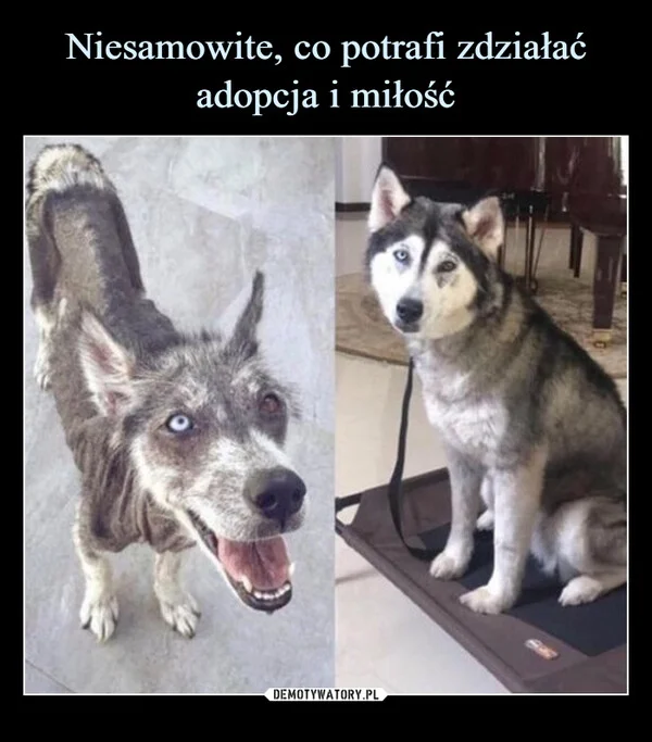 
    Niesamowite, co potrafi zdziałać adopcja i miłość