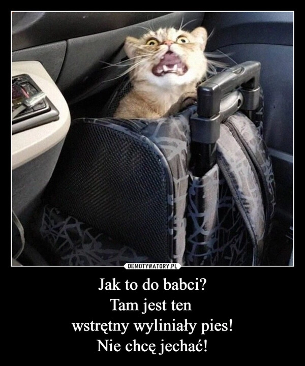 
    Jak to do babci?
Tam jest ten 
wstrętny wyliniały pies!
Nie chcę jechać!