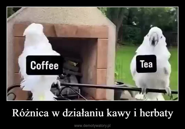 
    Różnica w działaniu kawy i herbaty