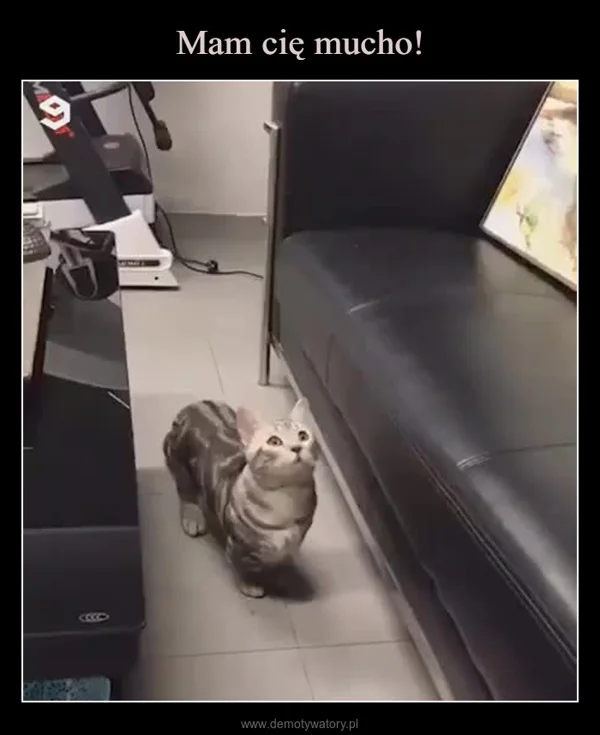 
    Mam cię mucho!