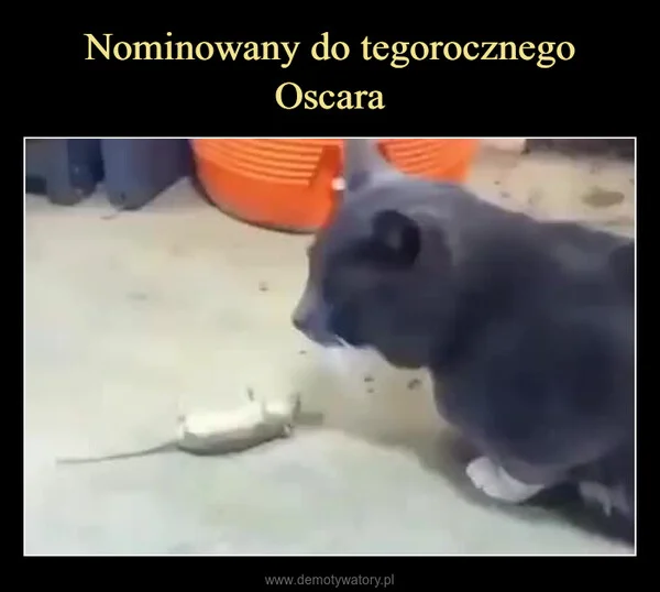 Nominowany do tegorocznego Oscara