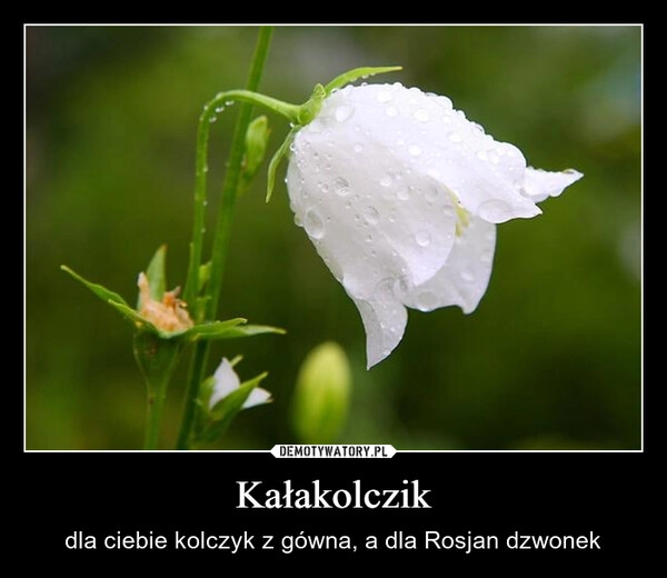 
    Kałakolczik