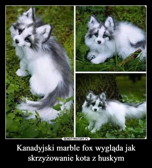 
    Kanadyjski marble fox wygląda jak skrzyżowanie kota z huskym