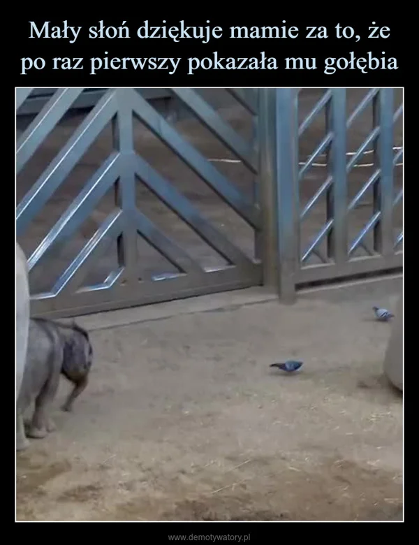 
    Mały słoń dziękuje mamie za to, że po raz pierwszy pokazała mu gołębia