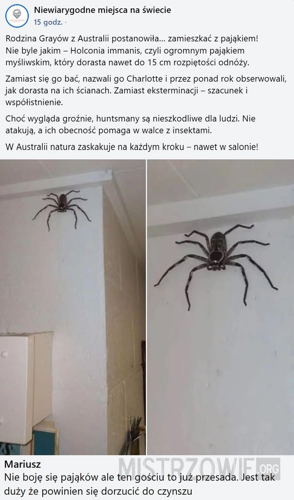 
    Holconia immanis