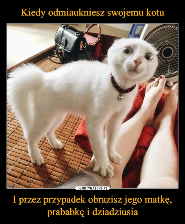 
    Kiedy odmiaukniesz swojemu kotu I przez przypadek obrazisz jego matkę, prababkę i dziadziusia