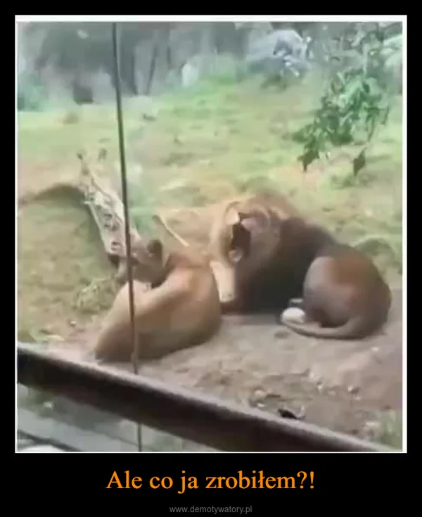 Ale co ja zrobiłem?!