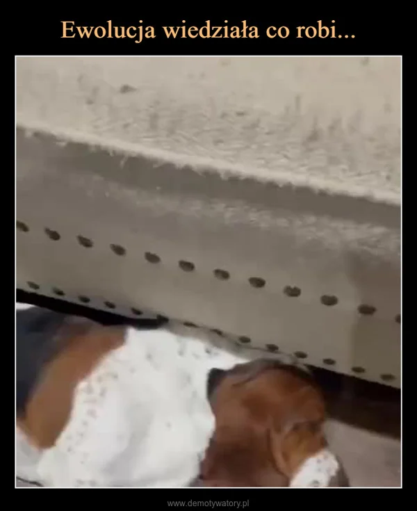 
    Ewolucja wiedziała co robi...