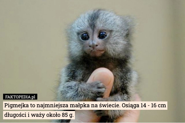 Pigmejka to najmniejsza małpka na świecie. Osiąga 14 - 16 cm długości i