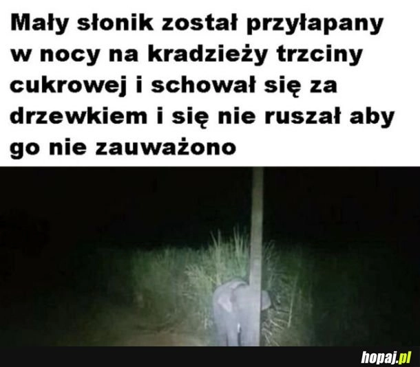 
    No przecież nikogo nie widać
