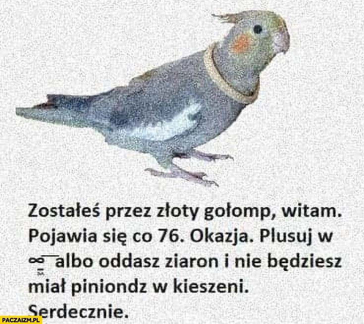 Zostałeś przez zloty gołomp witam pojawia się co 76 okazja plusuj albo oddasz ziaron i nie będziesz miał piniondz serdecznie