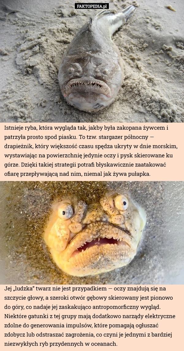 
    Istnieje ryba, która wygląda tak, jakby była zakopana żywcem i patrzyła