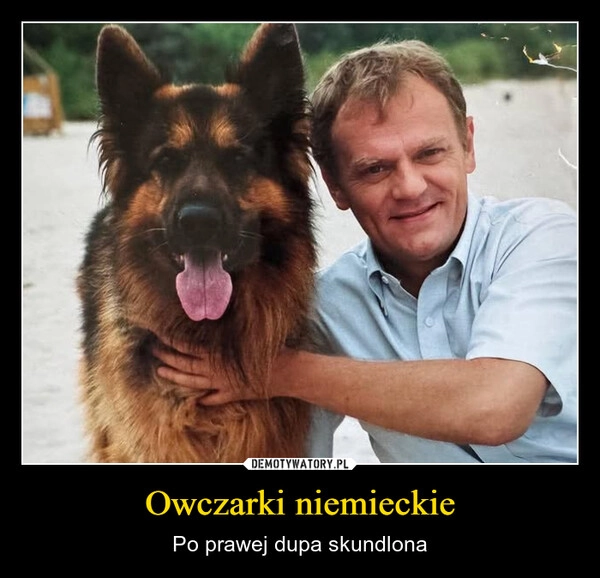 
    Owczarki niemieckie