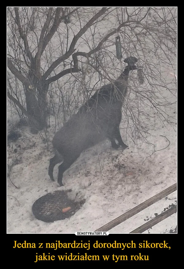 
    Jedna z najbardziej dorodnych sikorek, jakie widziałem w tym roku