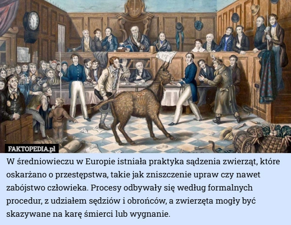 
    W średniowieczu w Europie istniała praktyka sądzenia zwierząt, które oskarżano...