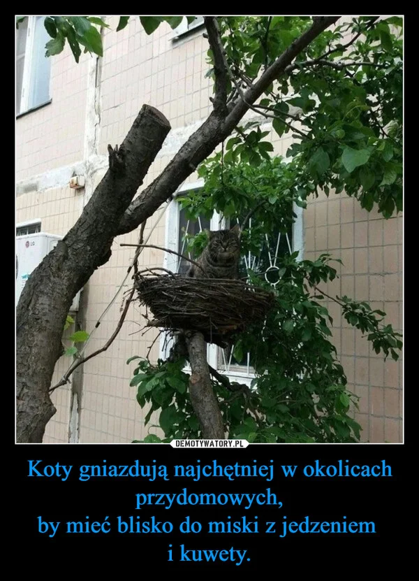 
    Koty gniazdują najchętniej w okolicach przydomowych, by mieć blisko do miski z jedzeniem i kuwety.
