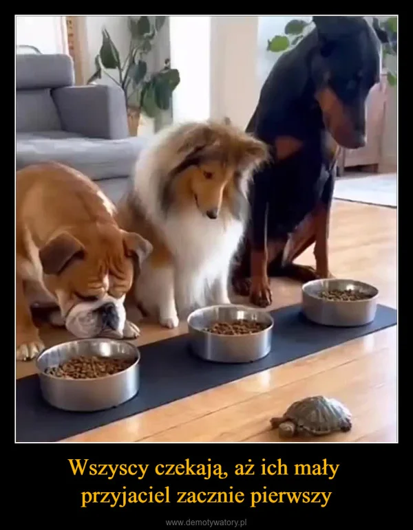 
    Wszyscy czekają, aż ich mały przyjaciel zacznie pierwszy