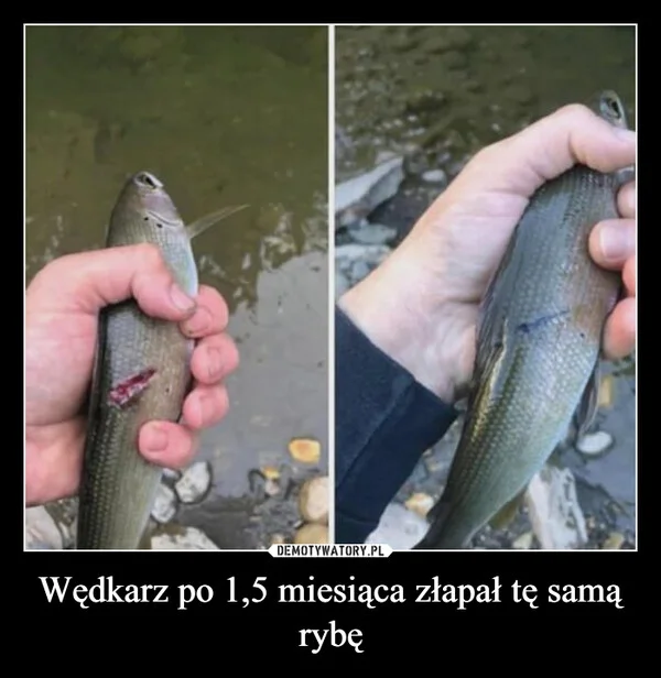Wędkarz po 1,5 miesiąca złapał tę samą rybę