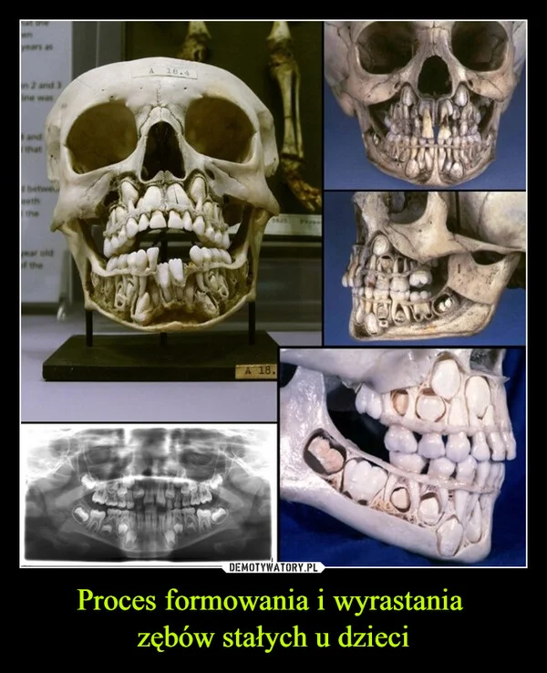 Proces formowania i wyrastania zębów stałych u dzieci