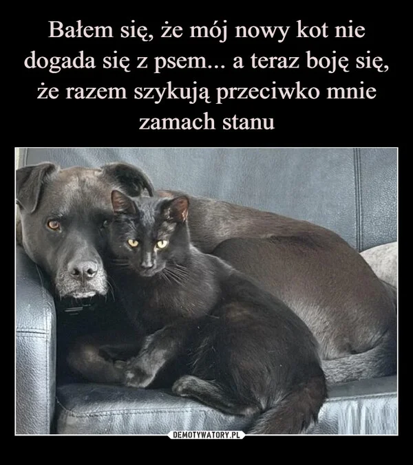 
    Bałem się, że mój nowy kot nie dogada się z psem... a teraz boję się, że razem szykują przeciwko mnie zamach stanu