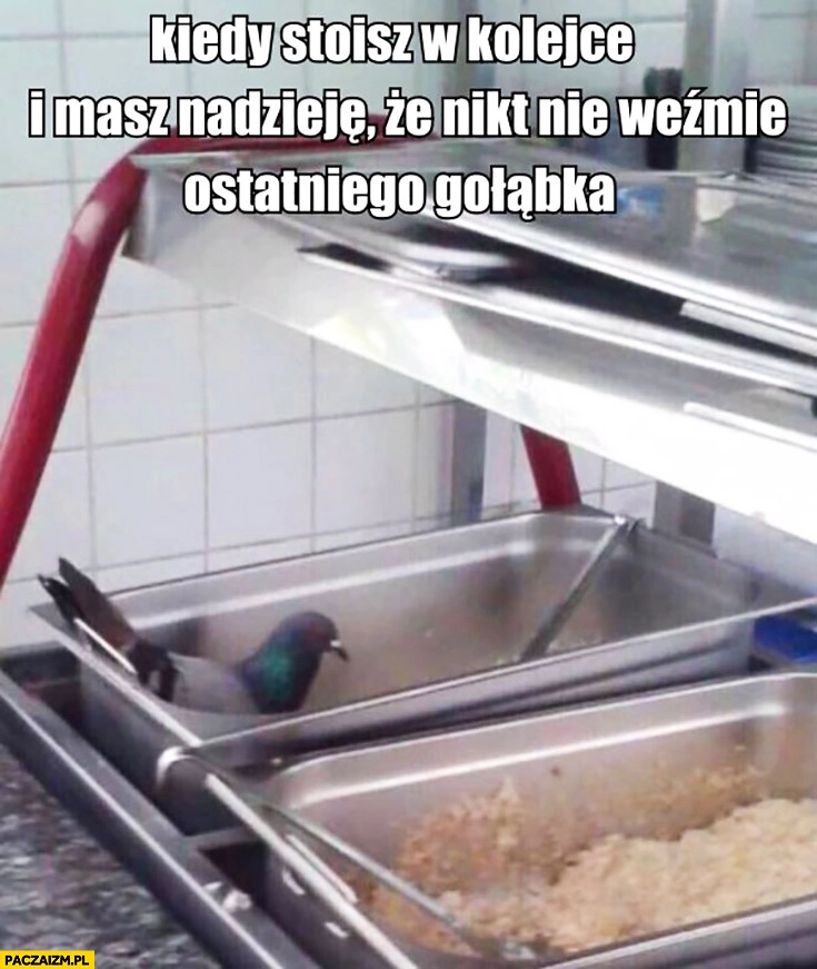 Kiedy stoisz w kolejce i masz nadzieję, że nikt nie weźmie ostatniego gołąbka gołąb