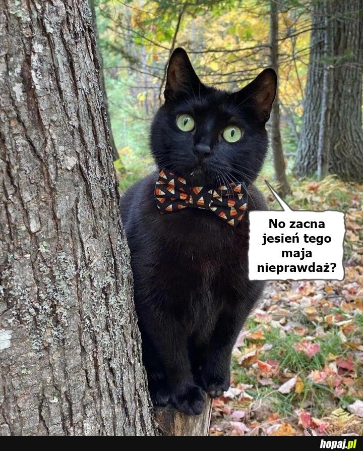 
    MAJesień