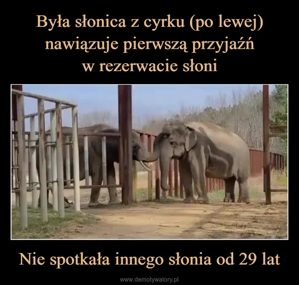 
    Była słonica z cyrku (po lewej) nawiązuje pierwszą przyjaźń w rezerwacie słoni Nie spotkała innego słonia od 29 lat