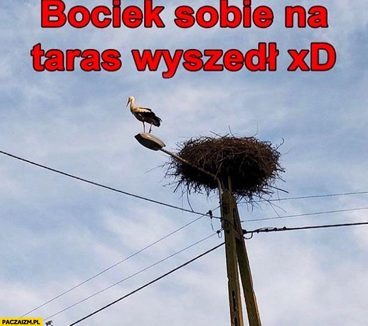 
    Bociek sobie na taras wyszedł stoi na lampie