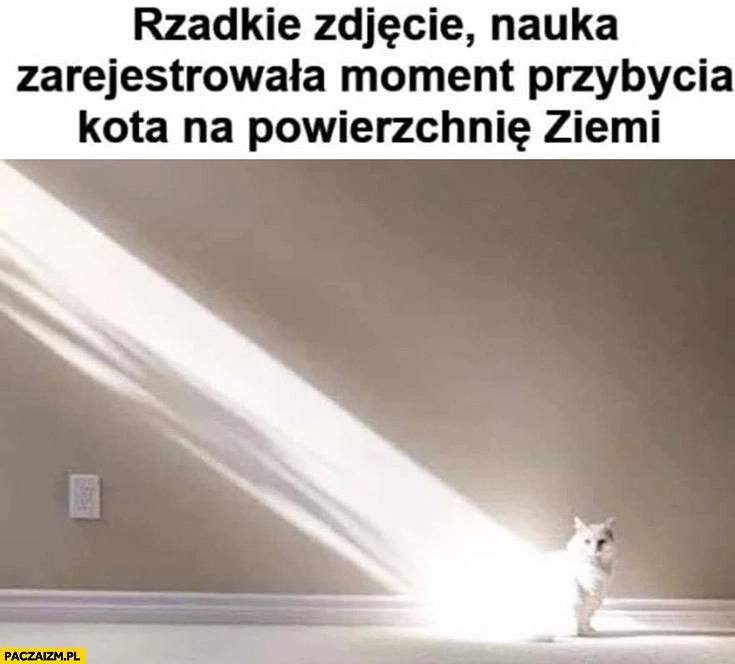 Rzadkie zdjęcie nauka zarejestrowała moment przybycia kota na powierzchnię Ziemi