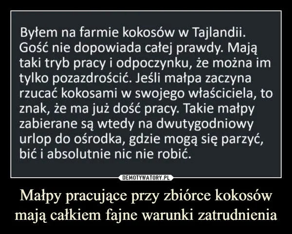 
    Małpy pracujące przy zbiórce kokosów mają całkiem fajne warunki zatrudnienia