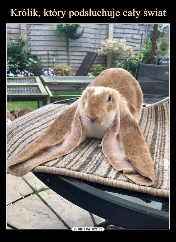 
    Królik, który podsłuchuje cały świat