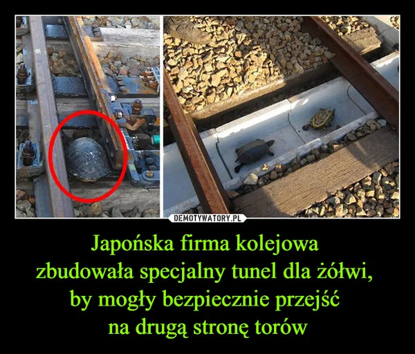 
    Japońska firma kolejowa zbudowała specjalny tunel dla żółwi, by mogły bezpiecznie przejść na drugą stronę torów