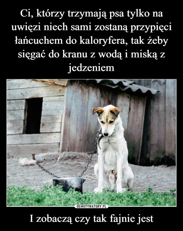 
    Ci, którzy trzymają psa tylko na uwięzi niech sami zostaną przypięci łańcuchem do kaloryfera, tak żeby sięgać do kranu z wodą i miską z jedzeniem I zobaczą czy tak fajnie jest