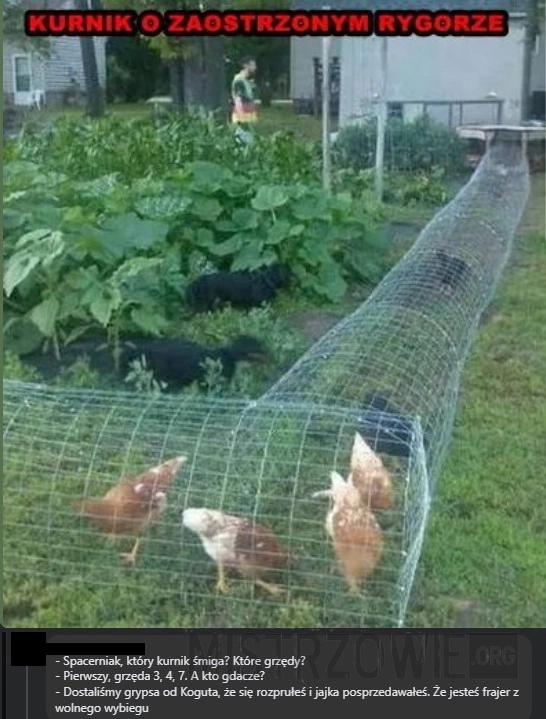 Kurniki pod specjalnym nadzorem