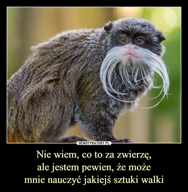
    Nie wiem, co to za zwierzę,
ale jestem pewien, że może
mnie nauczyć jakiejś sztuki walki