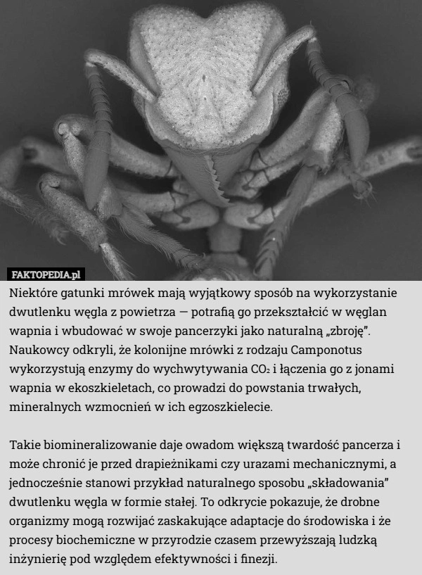 
    Niektóre gatunki mrówek mają wyjątkowy sposób na wykorzystanie dwutlenku...