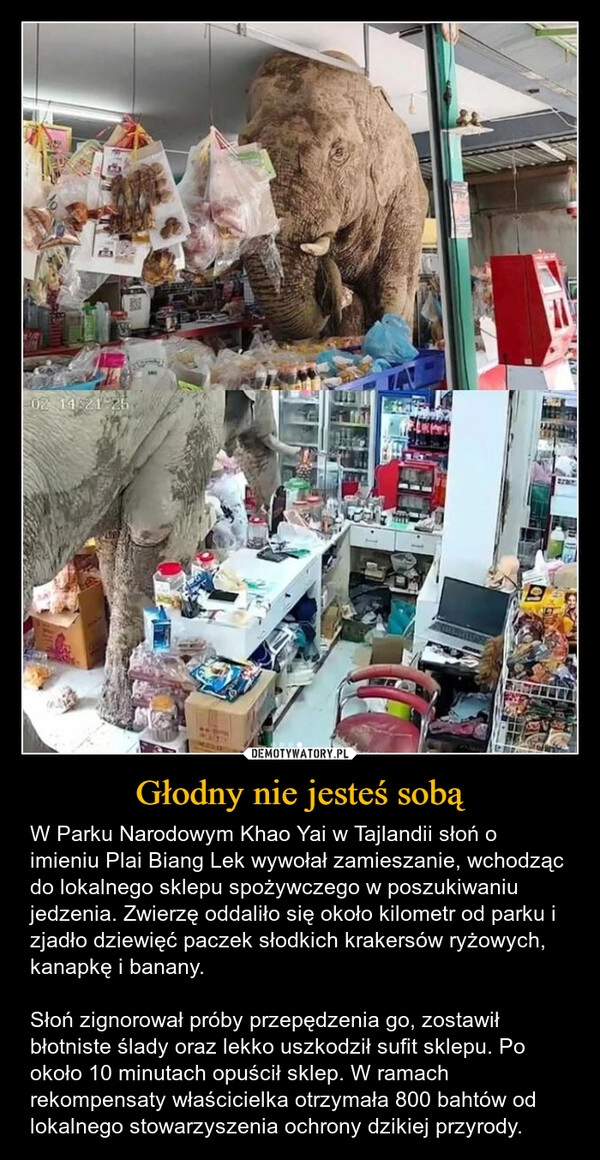 
    Głodny nie jesteś sobą