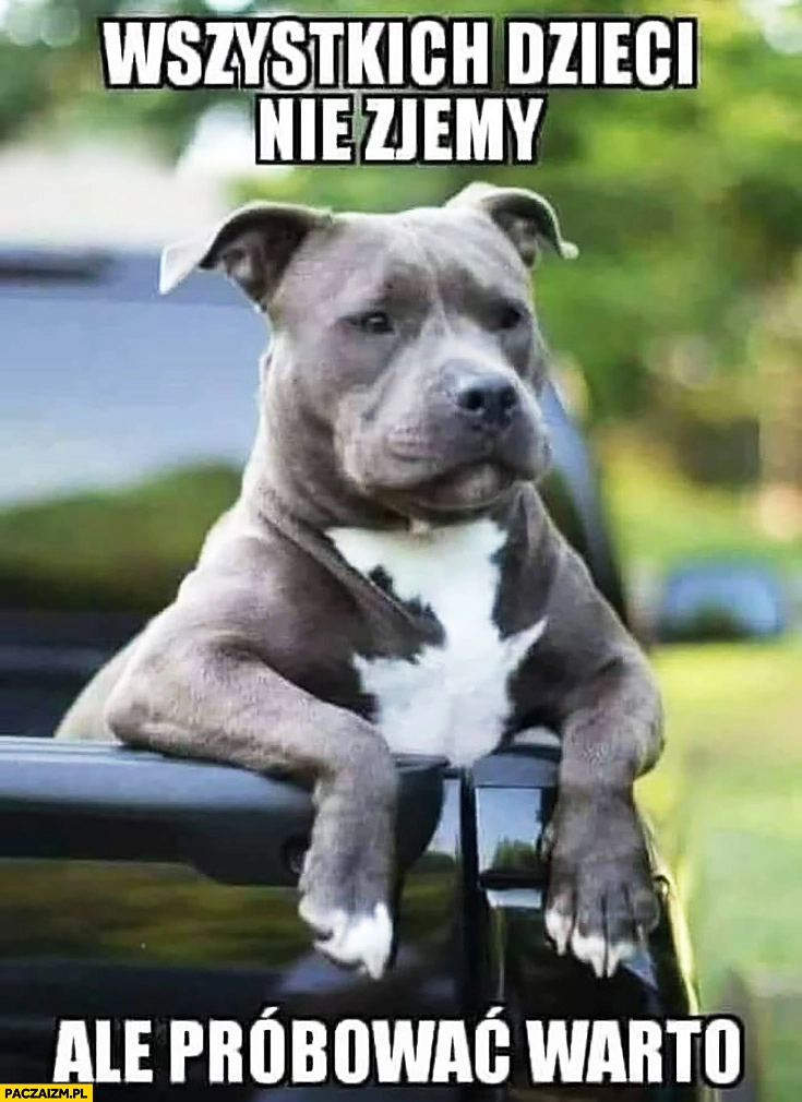 
    Wszystkich dzieci nie zjemy ale próbować warto pies amstaff pitbull